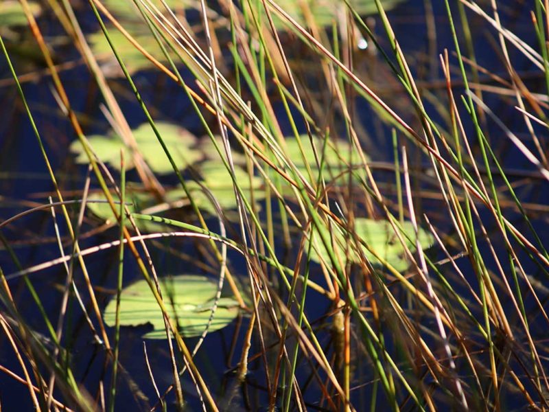 Florida Everglades