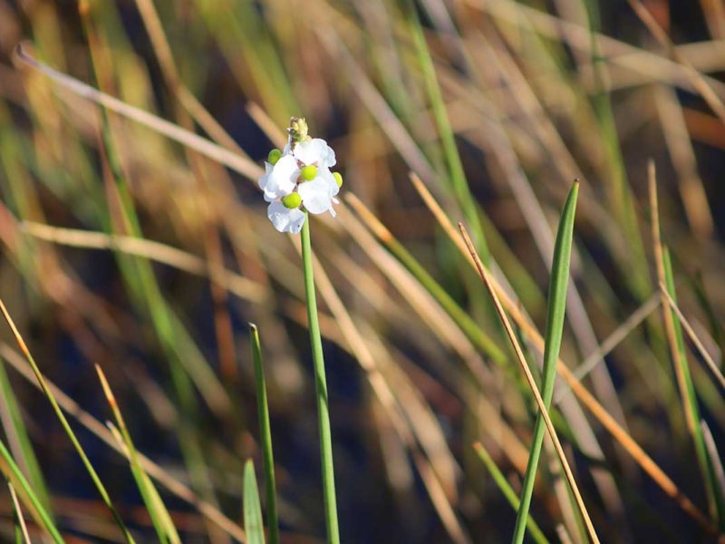 Florida Everglades