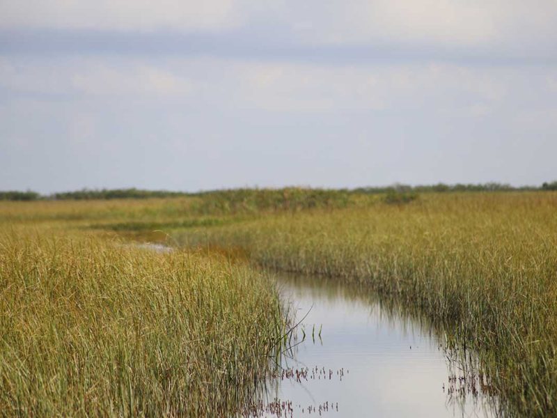 Florida Everglades