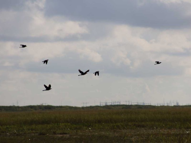 Florida Everglades