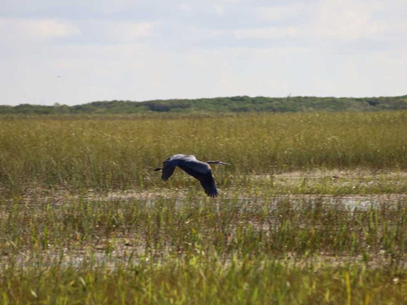 Florida Everglades