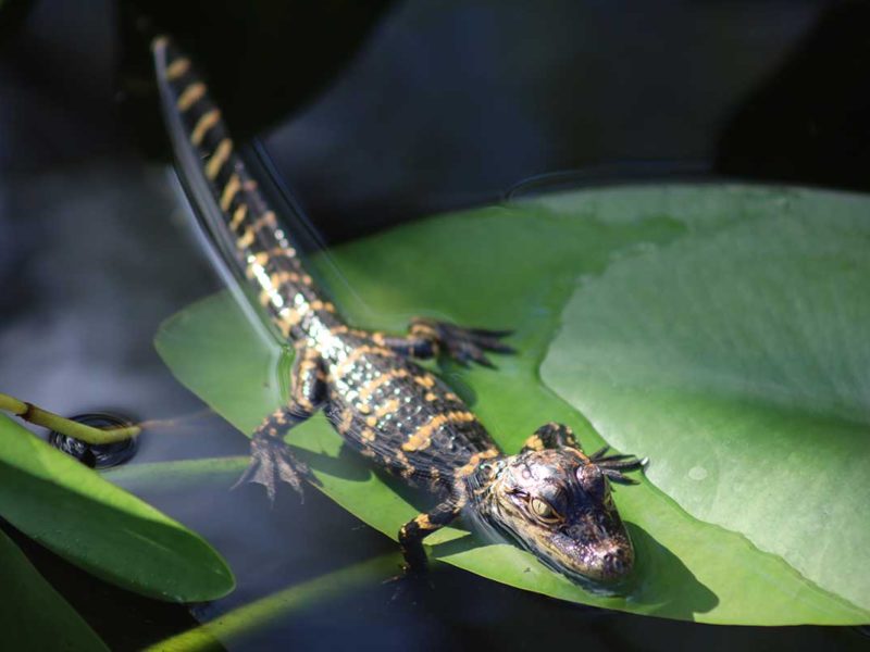 Florida Everglades