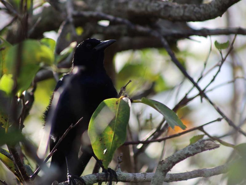 Florida Everglades