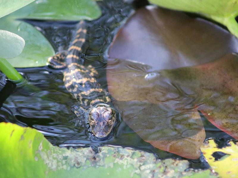 Florida Everglades