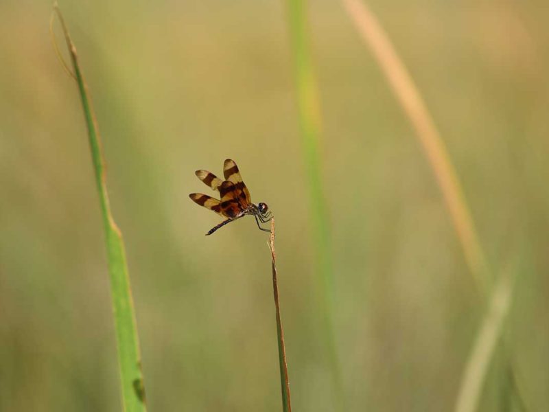 Florida Everglades