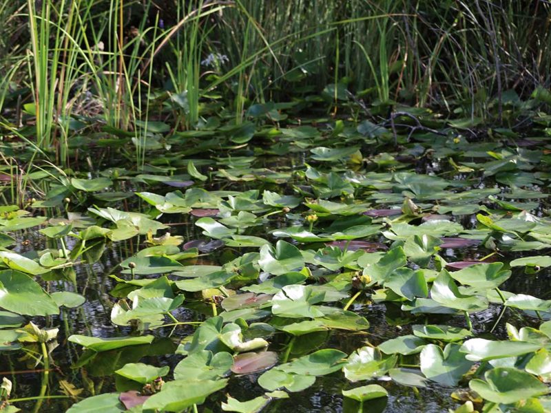 Florida Everglades