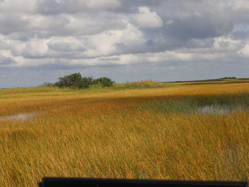 Florida Everglades