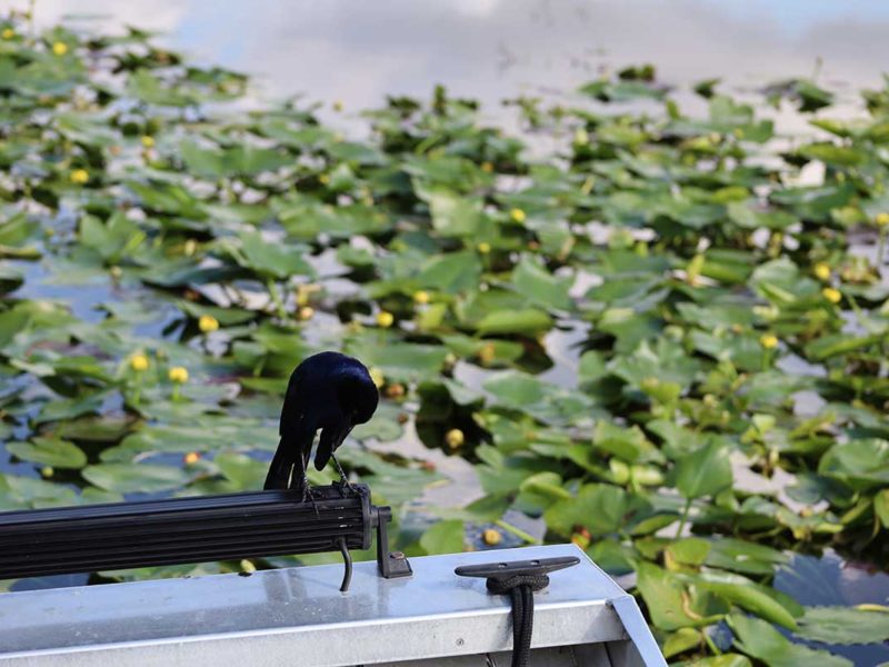 Florida Everglades