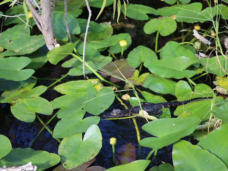 Florida Everglades