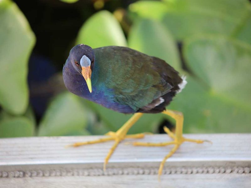 Florida Everglades