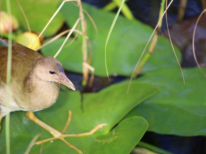 Florida Everglades