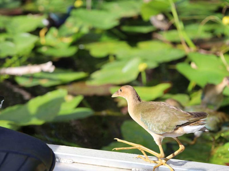 Florida Everglades