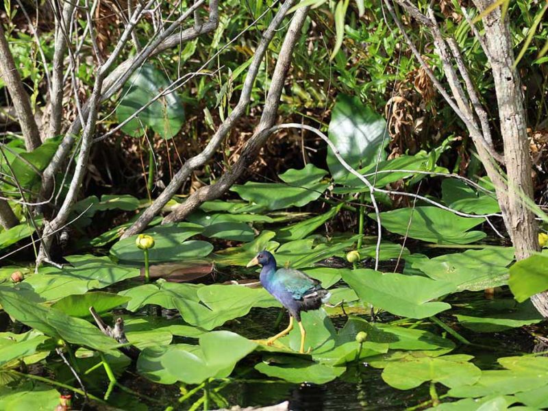 Florida Everglades