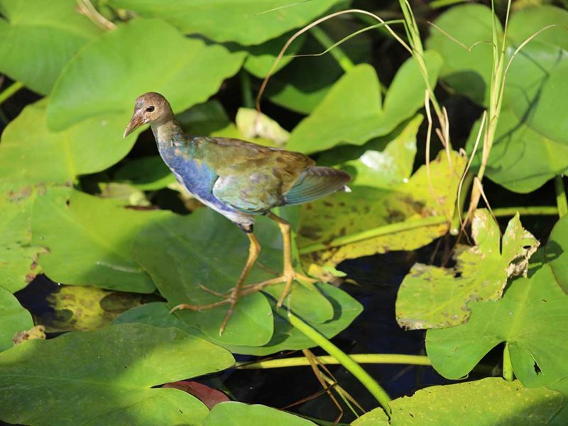 Florida Everglades