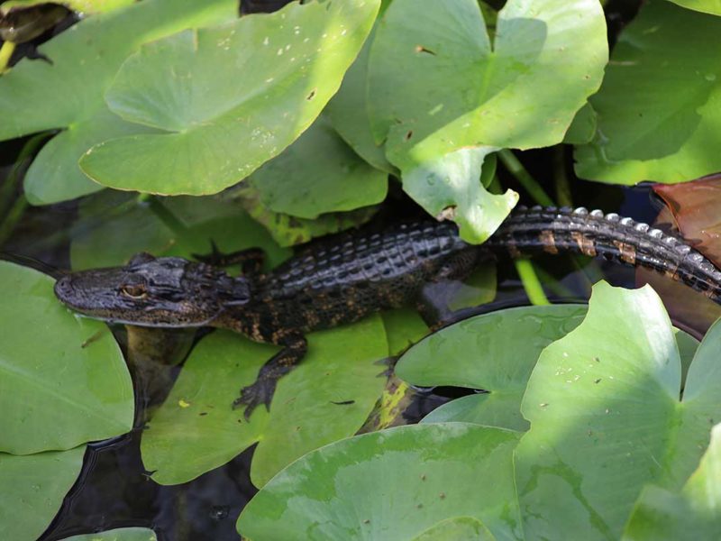 Florida Everglades