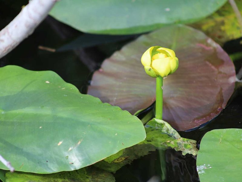 Florida Everglades