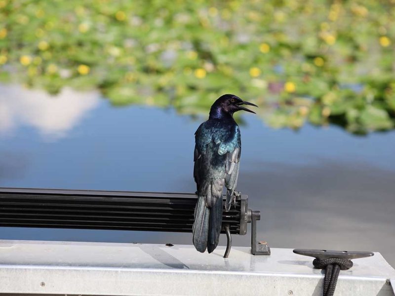 Florida Everglades