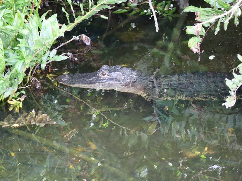 Florida Everglades