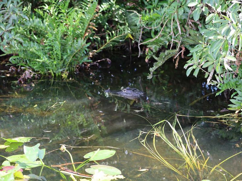 Florida Everglades