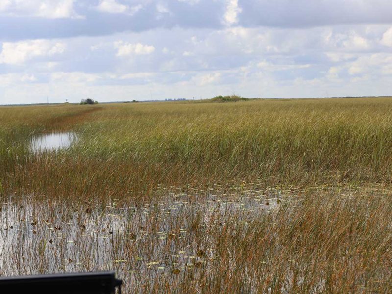 Florida Everglades