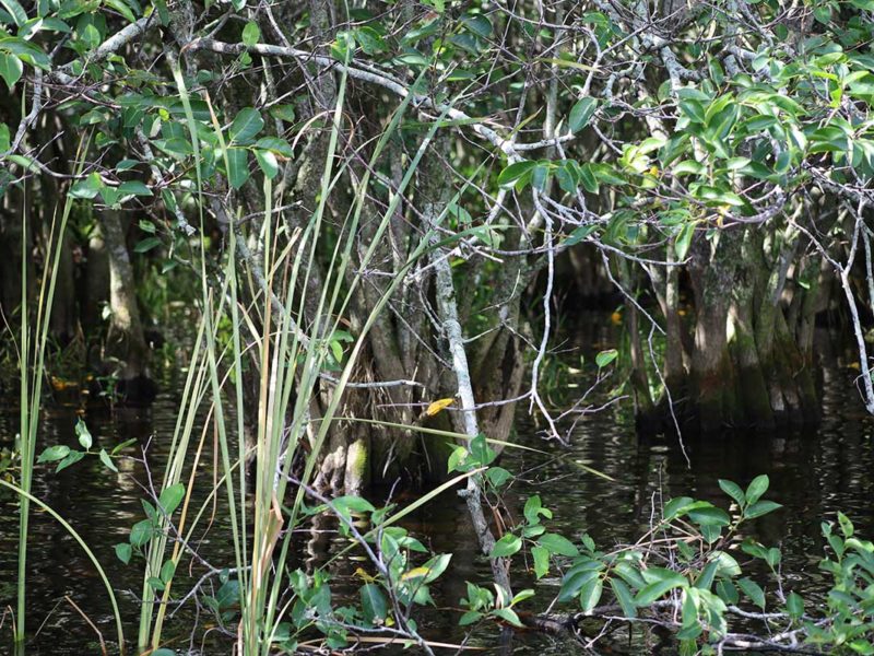 Florida Everglades