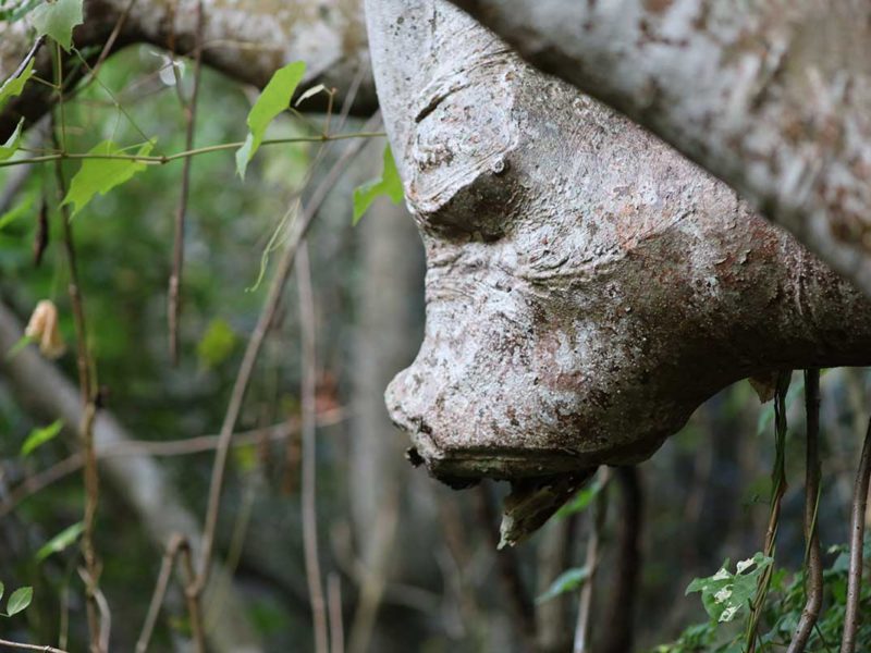 Florida Everglades