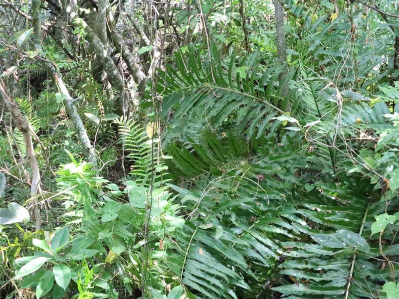 Florida Everglades