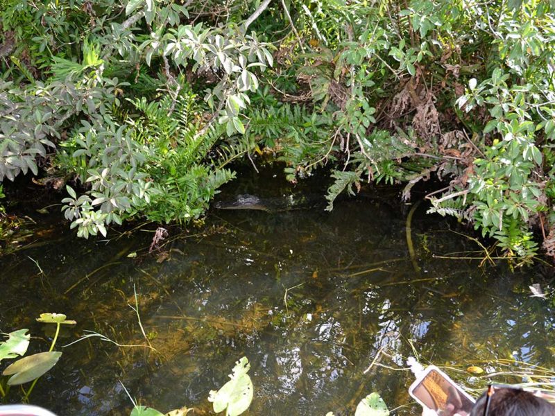 Florida Everglades