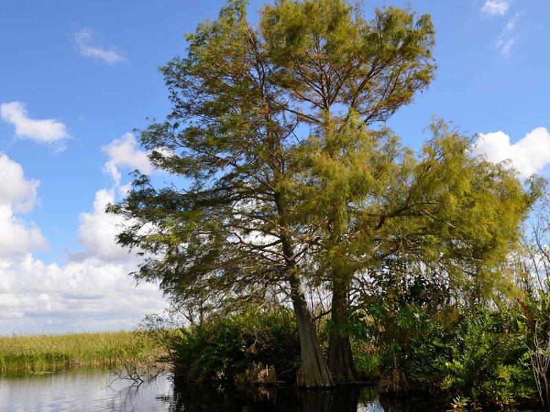 Florida Everglades