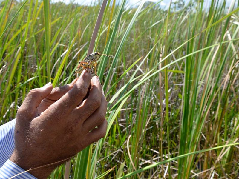 Florida Everglades