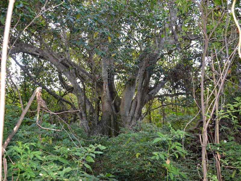 Florida Everglades