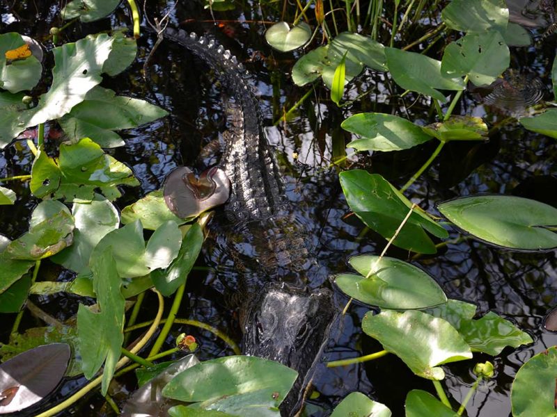 Florida Everglades